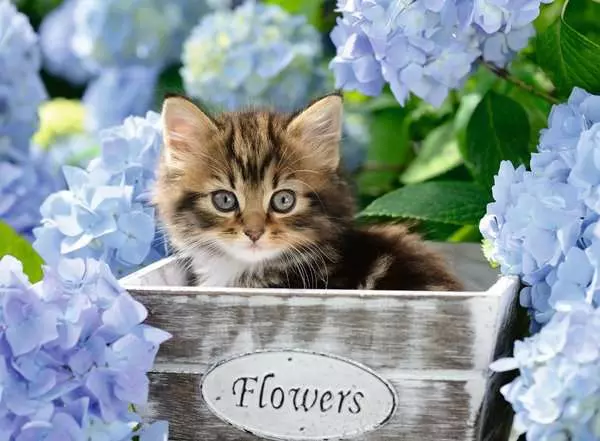 Ravensberger Matratzen Kinderpuzzle ab 9 Jahren - Kleine Katze - 300 Teile Großer Ausverkauf