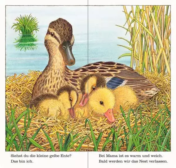 Ravensberger Matratzen Ich bin die kleine Ente Rabatte dieses Monats