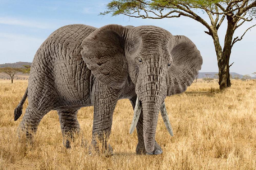 Schleich Afrikanische Elefantenkuh Meist gekauft