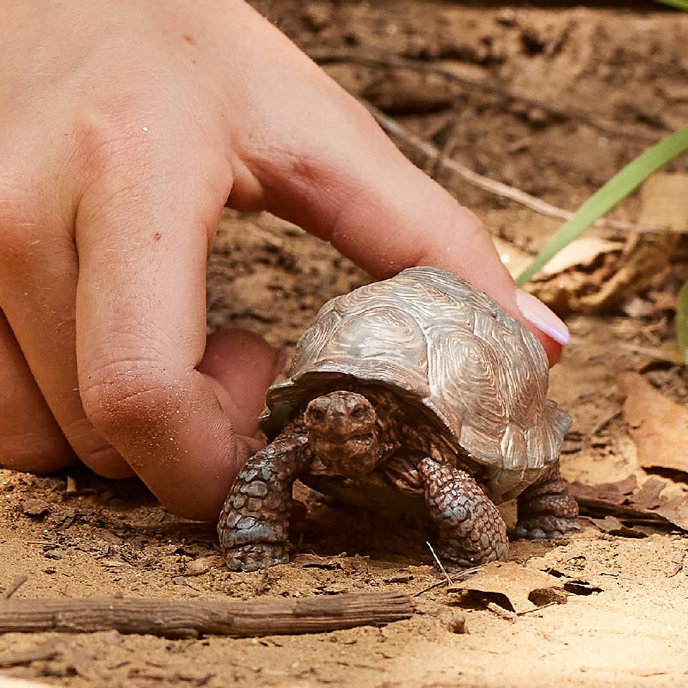 Schleich Riesenschildkröte Begrenztes Angebot