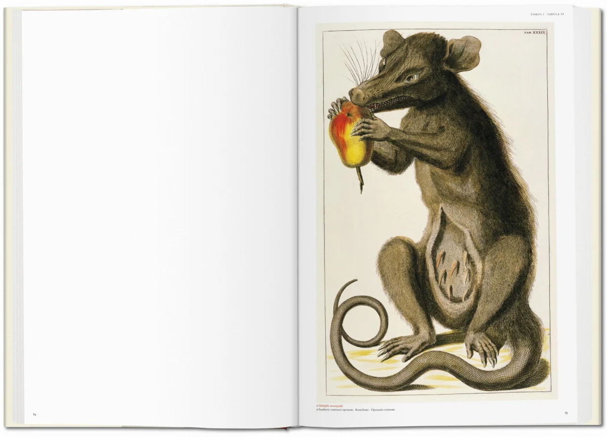 TASCHEN Seba. Cabinet of Natural Curiosities 50% Rabatt mit kostenlosem Versand