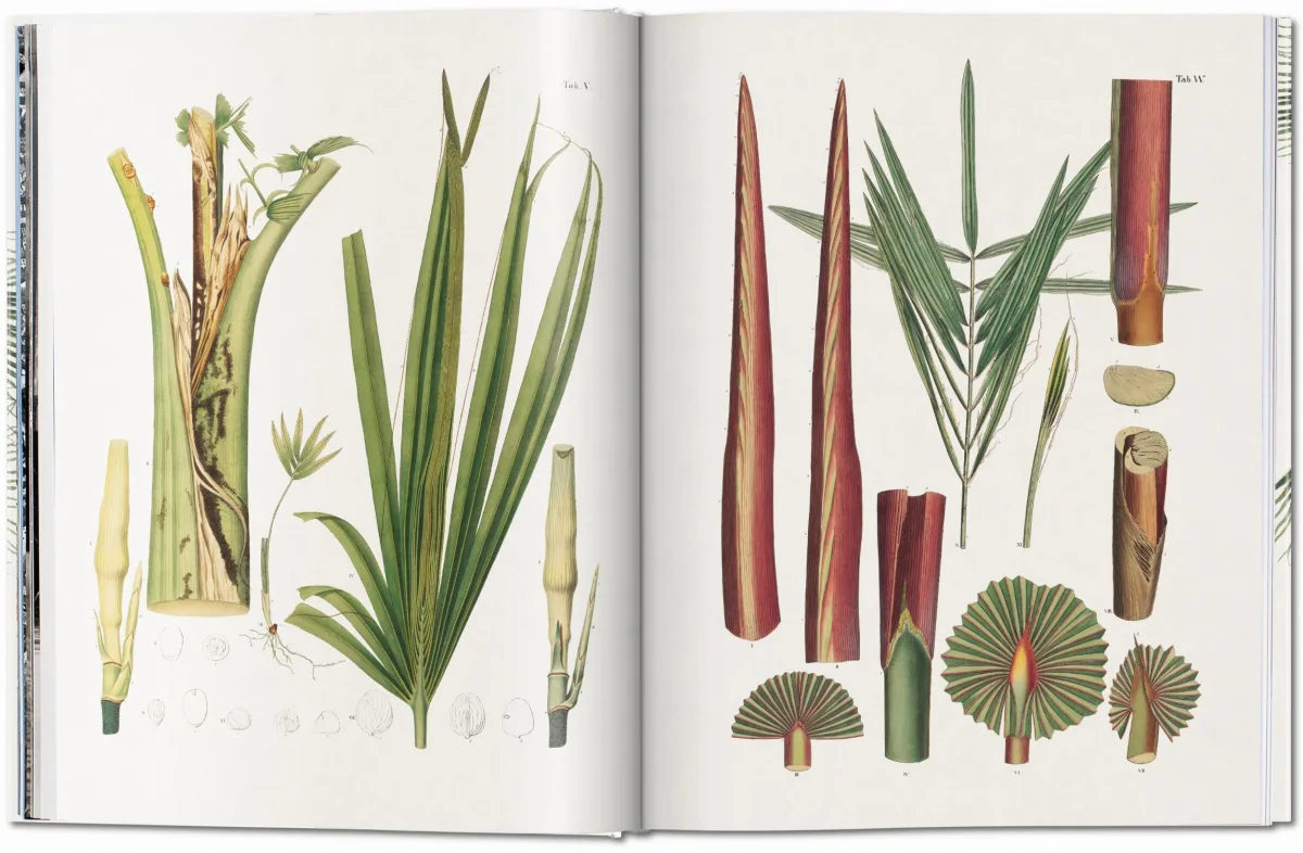 TASCHEN Martius. The Book of Palms Angebote