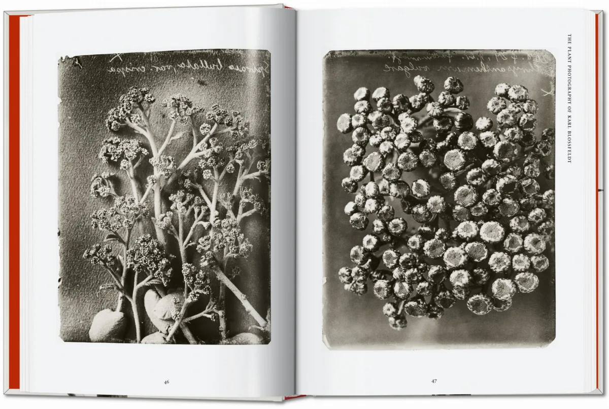 TASCHEN Karl Blossfeldt. The Complete Published Work. 40th Ed Wochenangebot