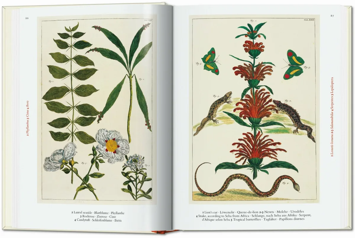 TASCHEN Seba. Cabinet of Natural Curiosities. 40th Ed Exklusive Angebote