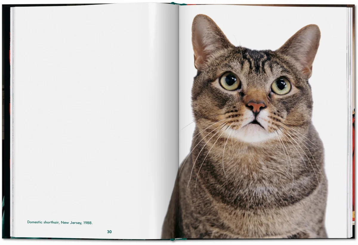 TASCHEN Walter Chandoha. Cats. Photographs 1942–2018 Discount Store für neue Produkte