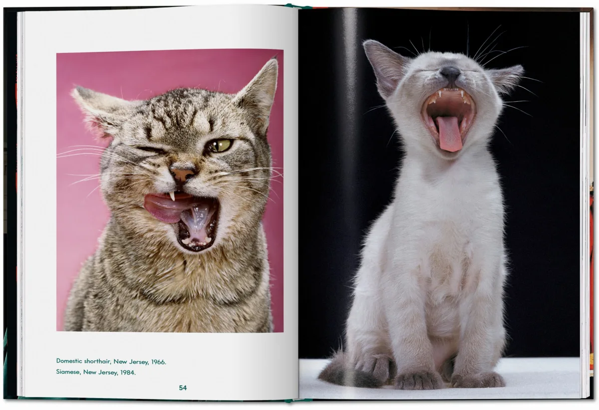 TASCHEN Walter Chandoha. Cats. Photographs 1942–2018 Discount Store für neue Produkte