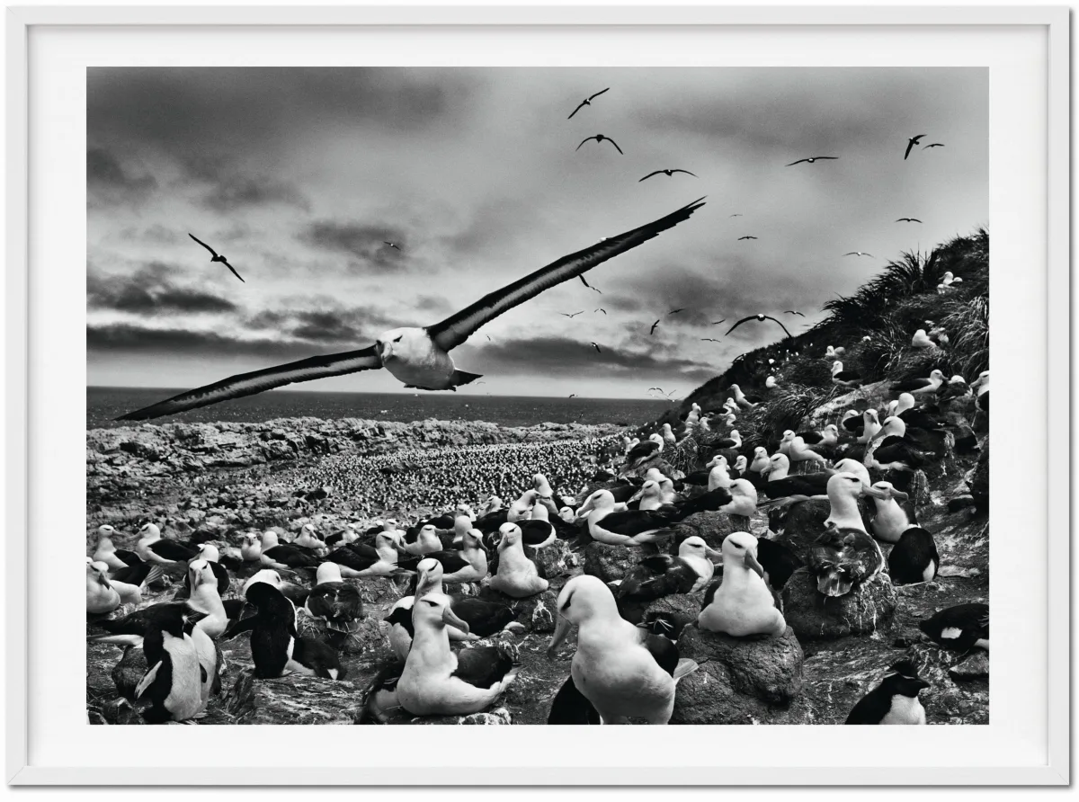 TASCHEN Sebastião Salgado. Genesis. Art Edition No. 201–300 ‘Black-Browed Albatrosses, Falkland Islands’ Kostenloser Versand international