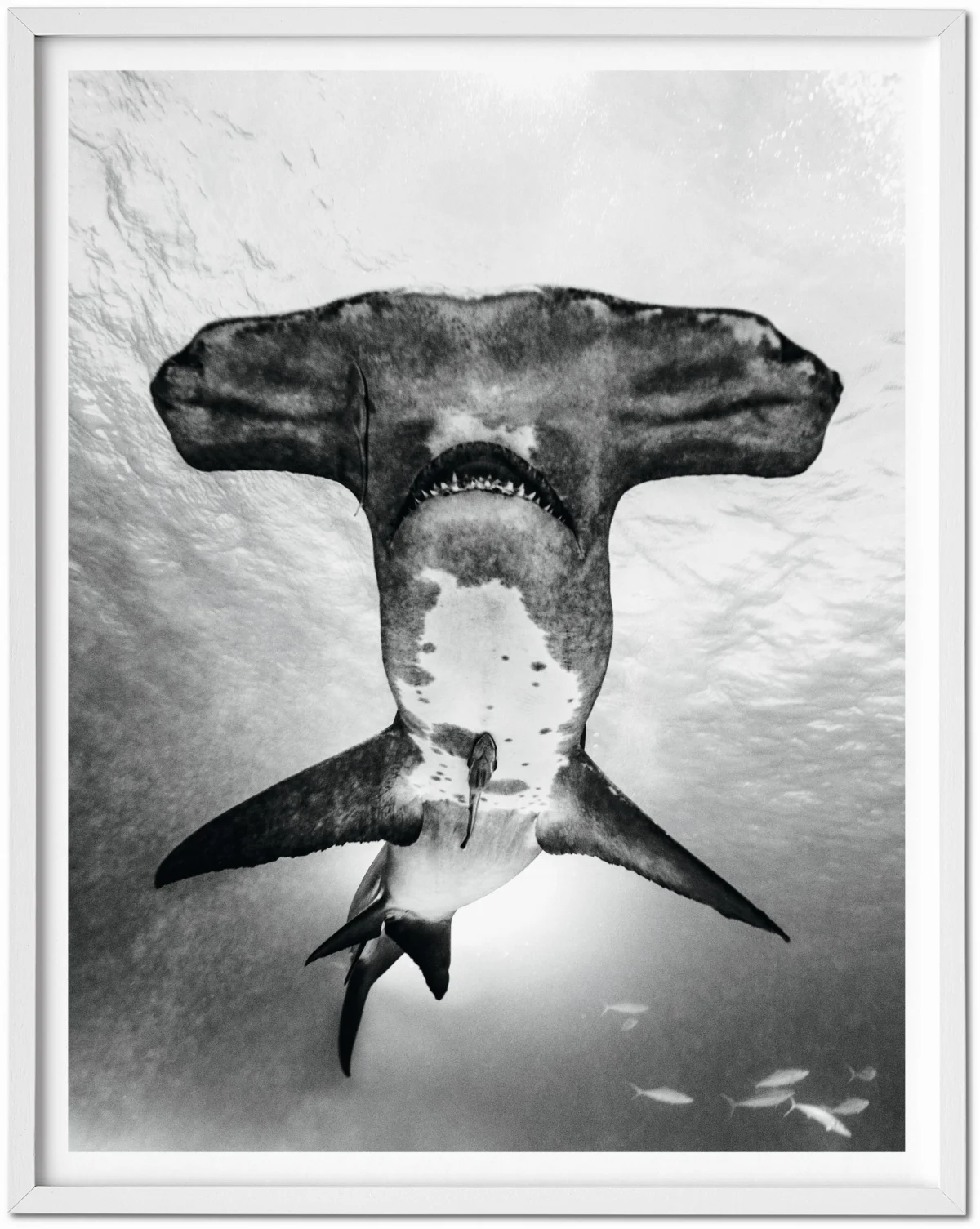 TASCHEN Michael Muller. Sharks, Art Edition No. 101–200 ‘Under Study’ Rabatte dieses Monats