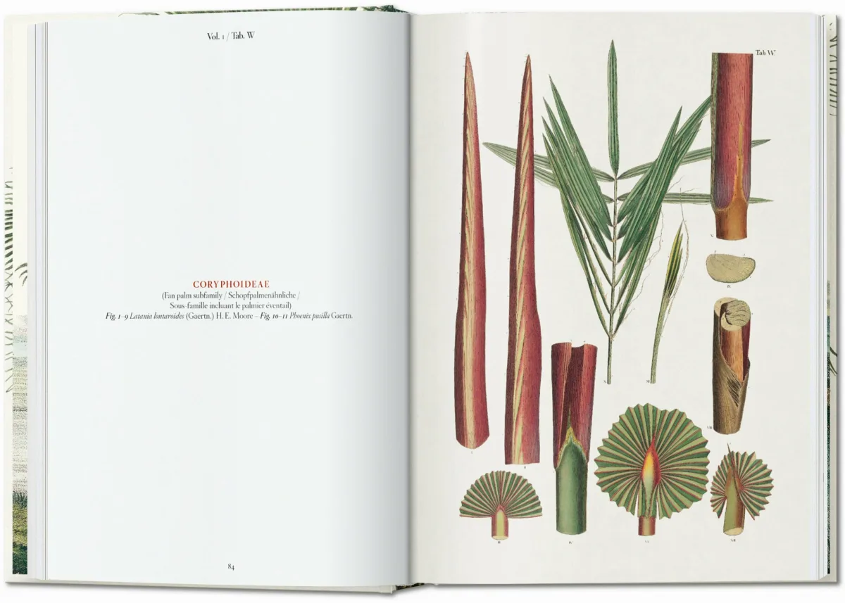 TASCHEN Martius. The Book of Palms. 40th Ed Top Angebot