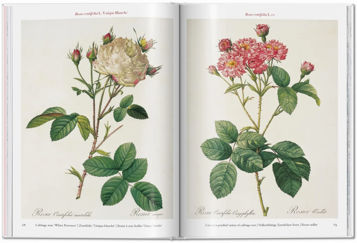 TASCHEN Redouté. Roses Wochenangebot