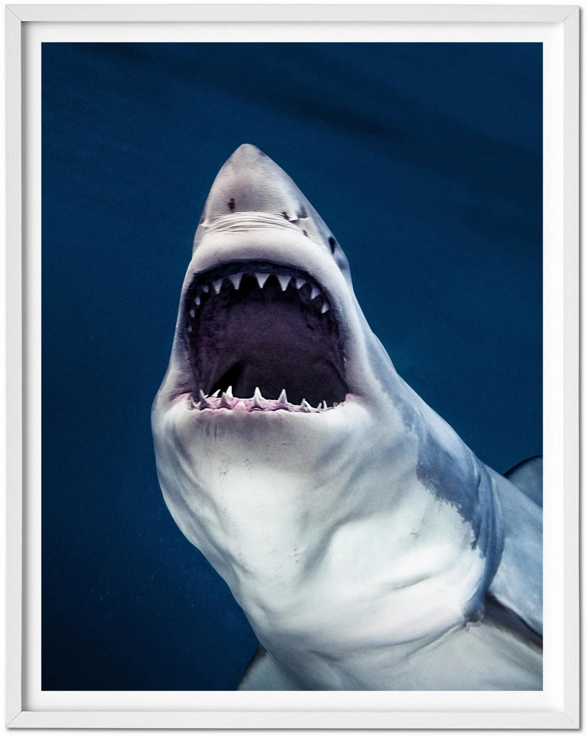 TASCHEN Michael Muller. Sharks, Art Edition No. 1–100 ‘Tear You Apart’ Bis zu 55% Rabatt