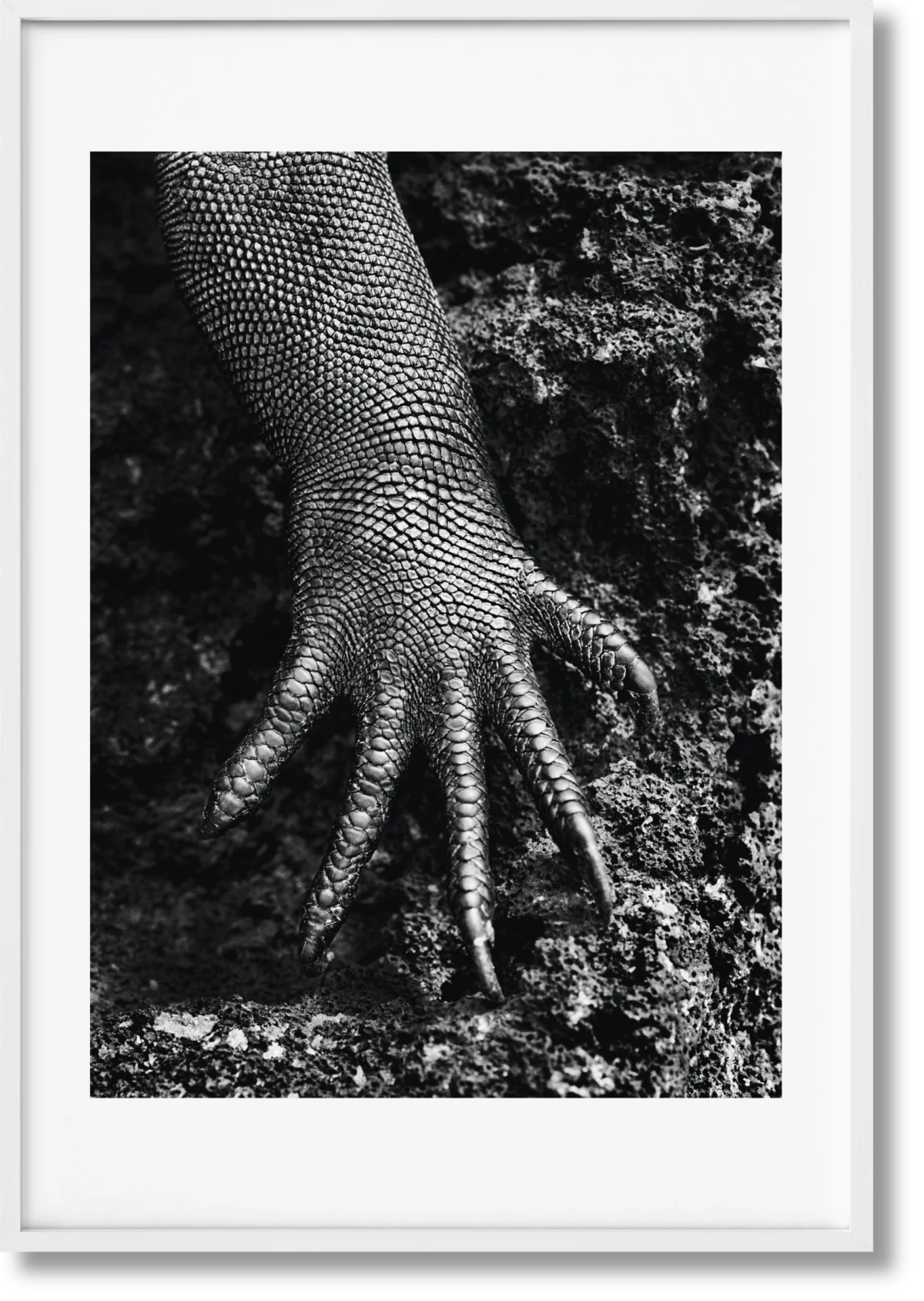 TASCHEN Sebastião Salgado. Genesis. Art Edition No. 301–400 ‘Marine Iguana, Galápagos, Ecuador’