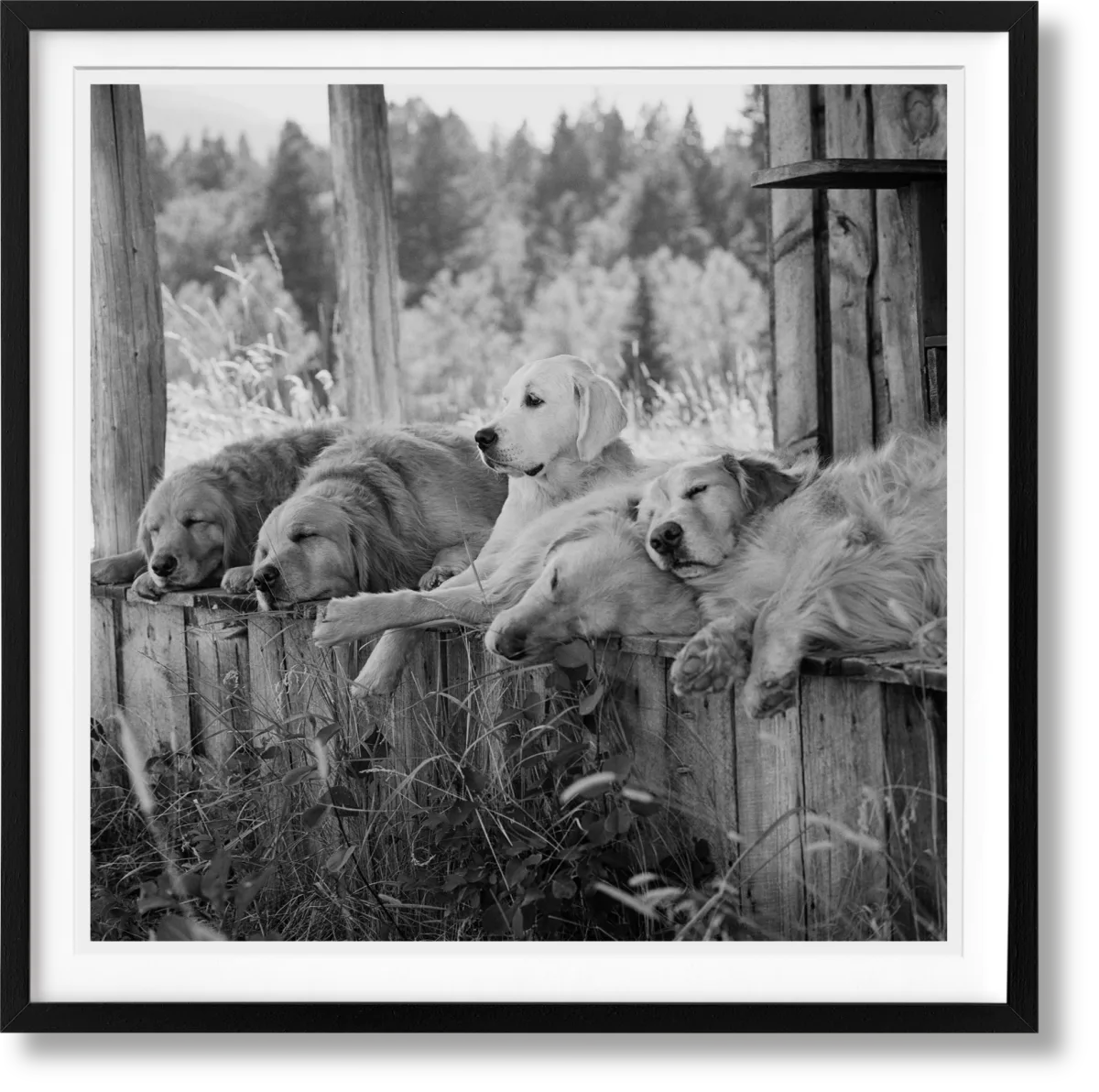 TASCHEN Bruce Weber. The Golden Retriever Photographic Society. Art Edition No. 1–100 ‘Little Bear Ranch, Montana, 1996’ Günstiger Verkauf