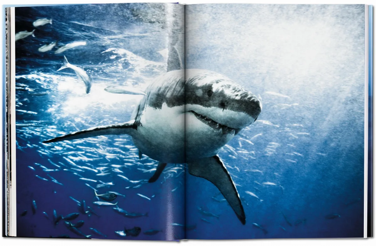 TASCHEN Michael Muller. Sharks Versandkostenfrei