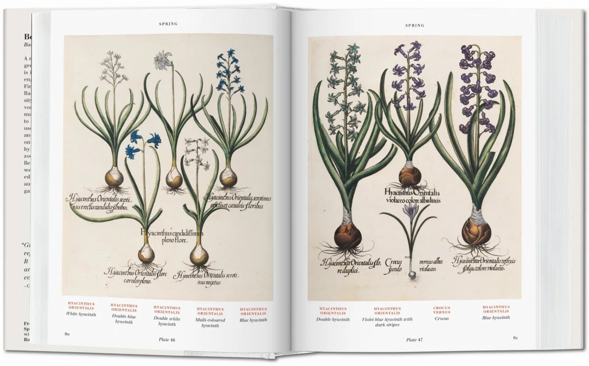 TASCHEN Basilius Besler. Florilegium. The Book of Plants Letzter Tag
