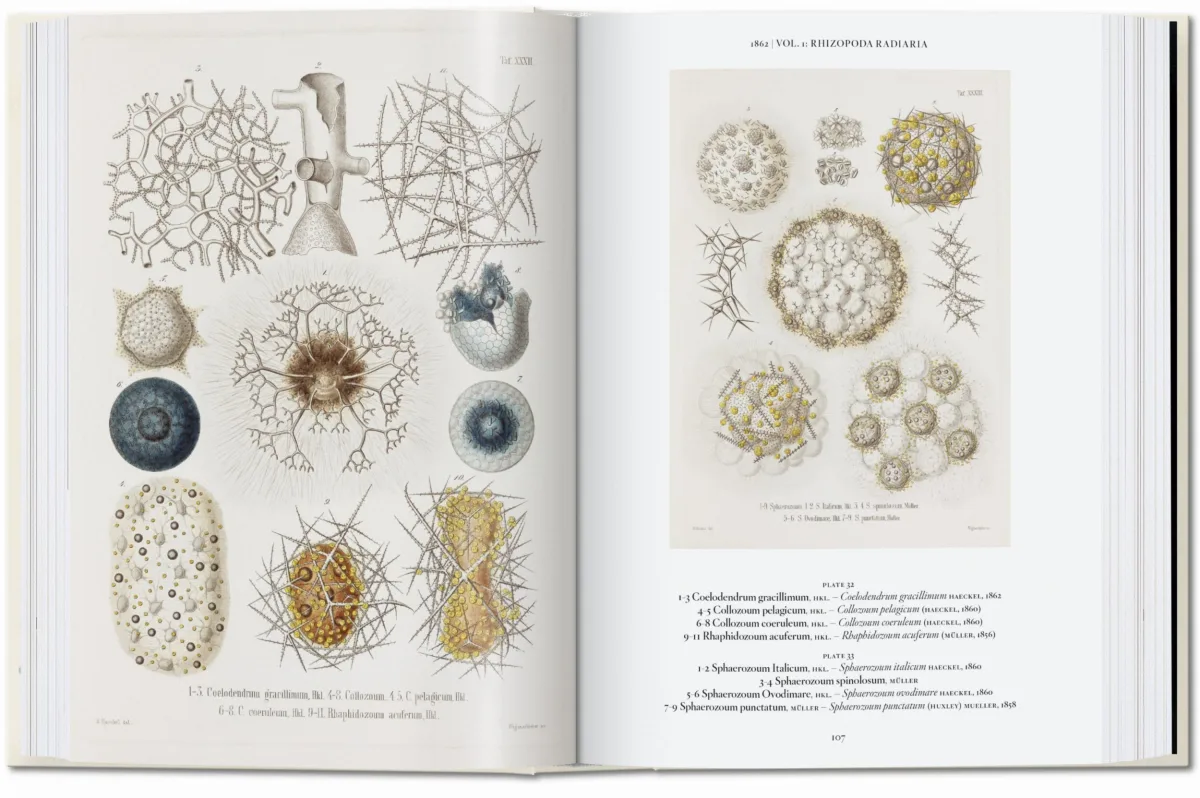 TASCHEN The Art and Science of Ernst Haeckel. 40th Ed Lagerräumung